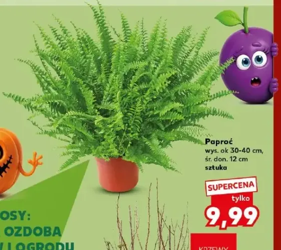Paproć