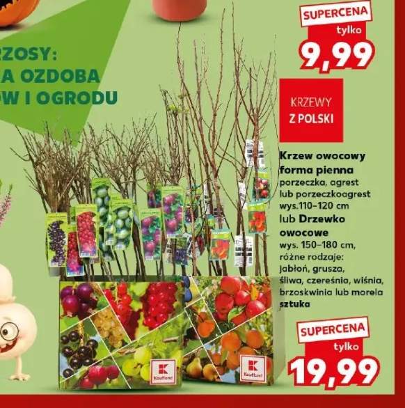 Krzew owocowy forma pienna porzeczka +9 wariantów