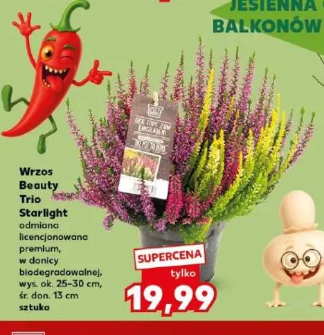 Wrzos Beauty Trio Starlight odmiana licencjonowana premium w donicy biodegradowalnej
