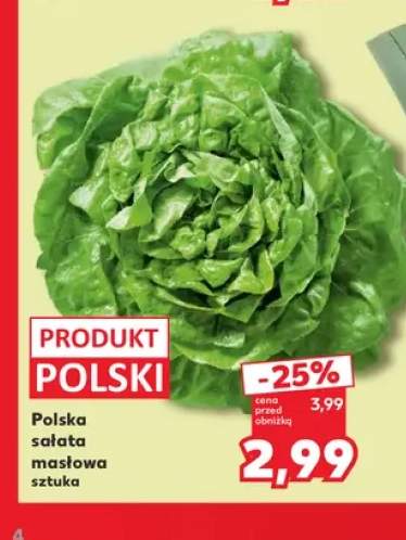 Sałata masłowa polska