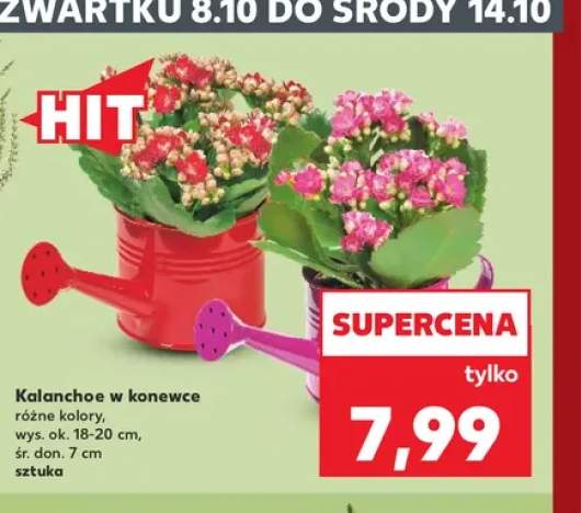 Kalanchoe w konewce