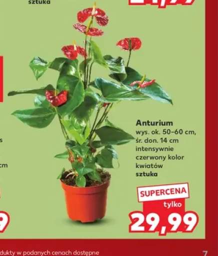 Anturium