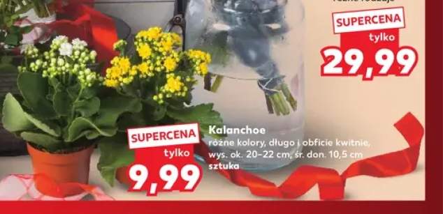 Kalanchoe