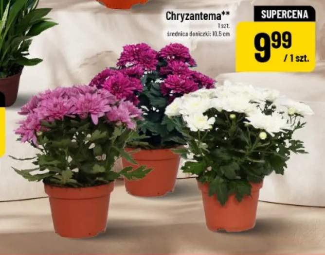 chryzantema