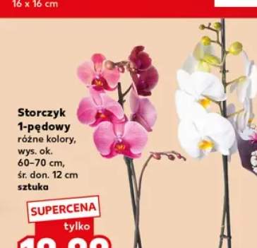 Storczyk 1-pędowy