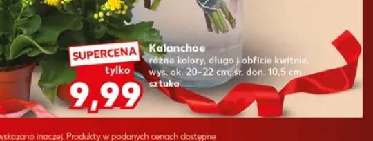 Kalanchoe