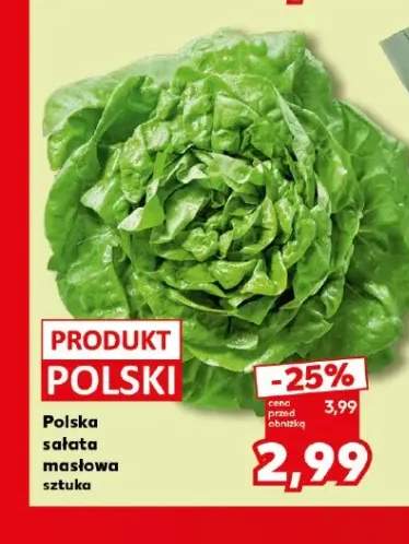 Sałata masłowa polska