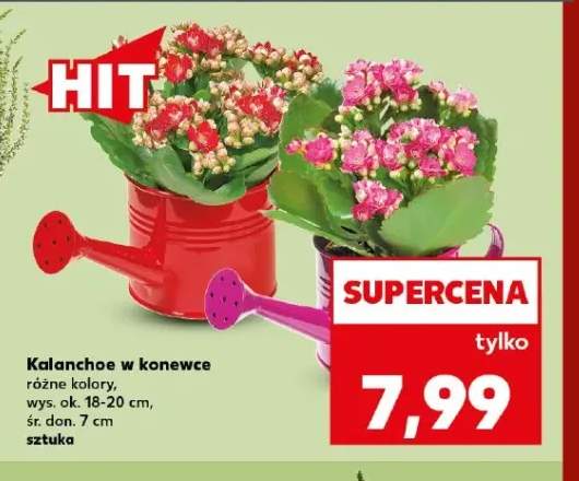 Kalanchoe w konewce