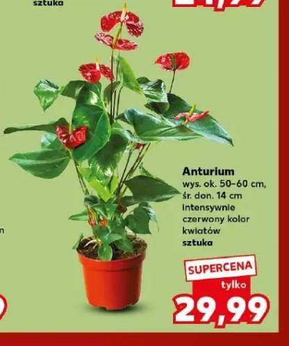 Anturium