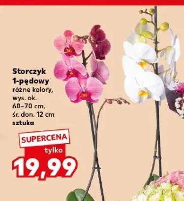 Storczyk 1-pędowy