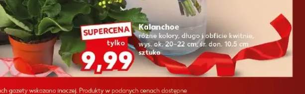 Kalanchoe