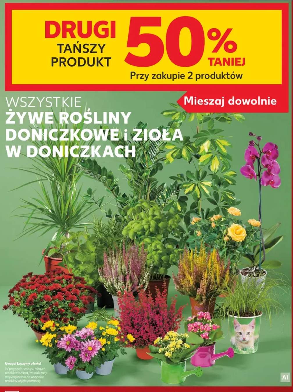 Żywe rośliny doniczkowe i zioła w doniczkach