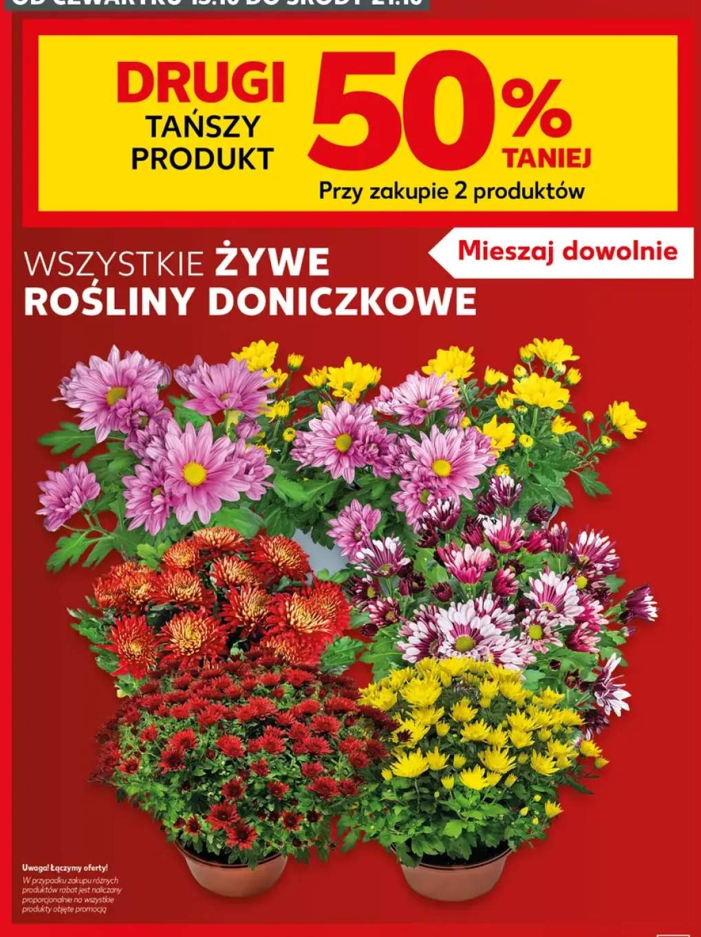 Żywe rośliny doniczkowe