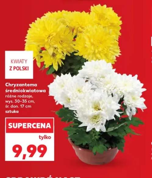 Chryzantema średniokwiatowa