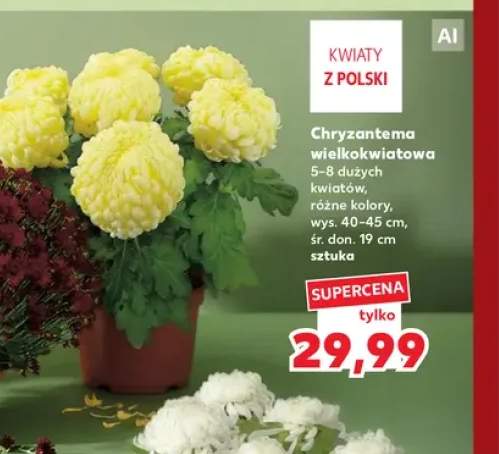 Chryzantema wielkokwiatowa