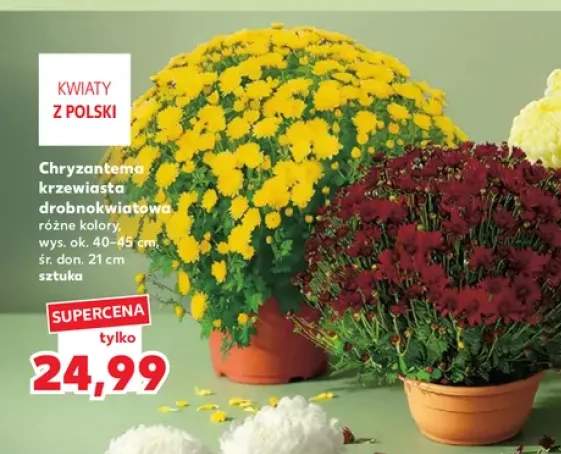 Chryzantema krzewiasta drobnokwiatowa