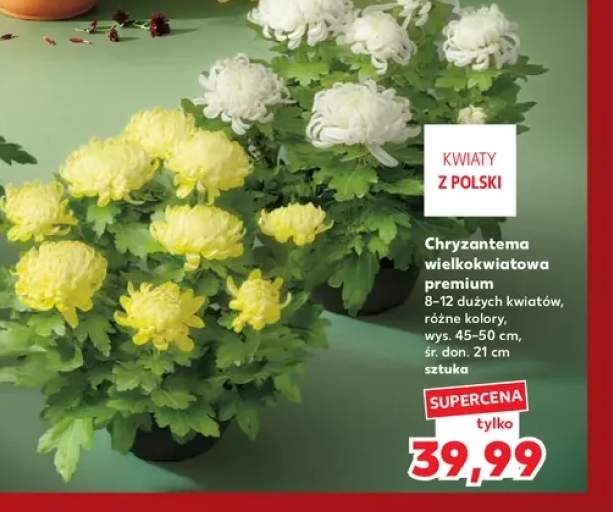 Chryzantema wielkokwiatowa premium