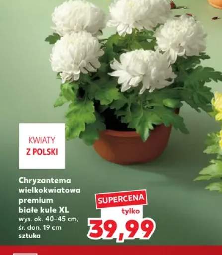 Chryzantema wielkokwiatowa premium białe kule Xl
