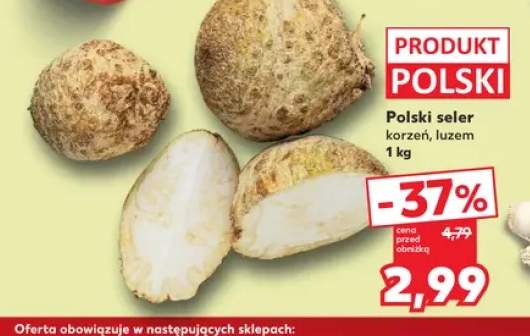Seler korzeń polski