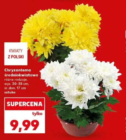 Chryzantema średniokwiatowa