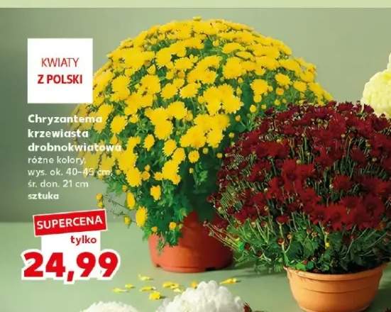 Chryzantema krzewiasta drobnokwiatowa