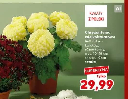Chryzantema wielkokwiatowa