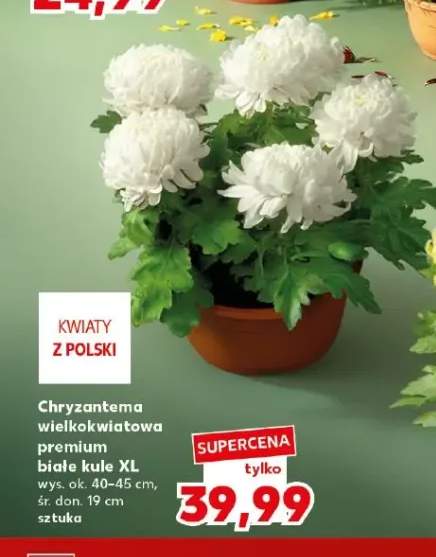Chryzantema wielkokwiatowa premium białe kule Xl
