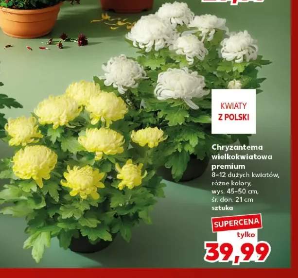 Chryzantema wielkokwiatowa premium