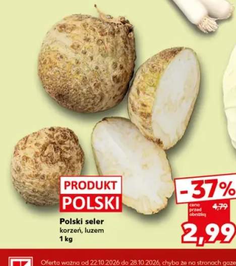 Seler korzeń polski
