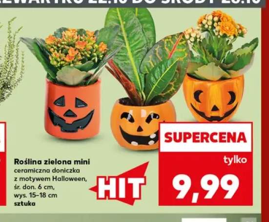Roślina zielona mini ceramiczna doniczka z motywem Halloween