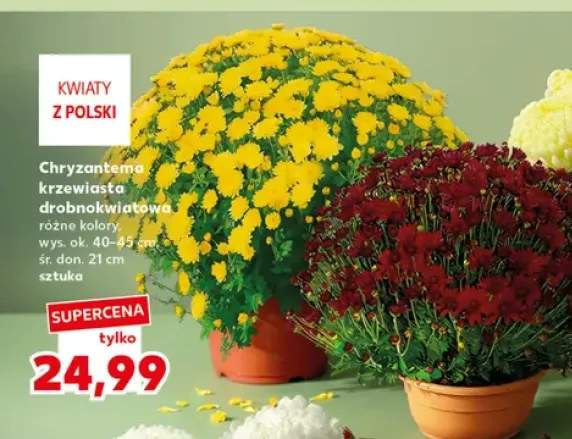 Chryzantema krzewiasta drobnokwiatowa
