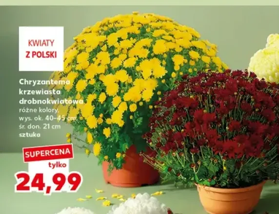 Chryzantema krzewiasta drobnokwiatowa