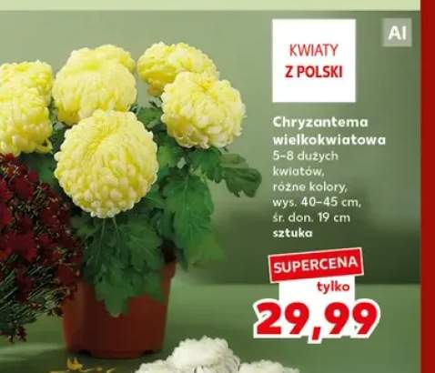 Chryzantema wielkokwiatowa