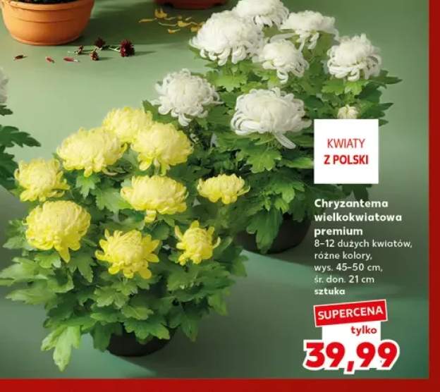 Chryzantema wielkokwiatowa premium