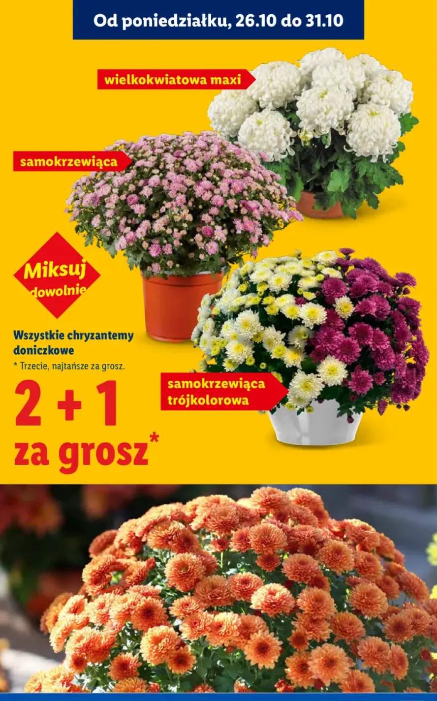 chryzantema