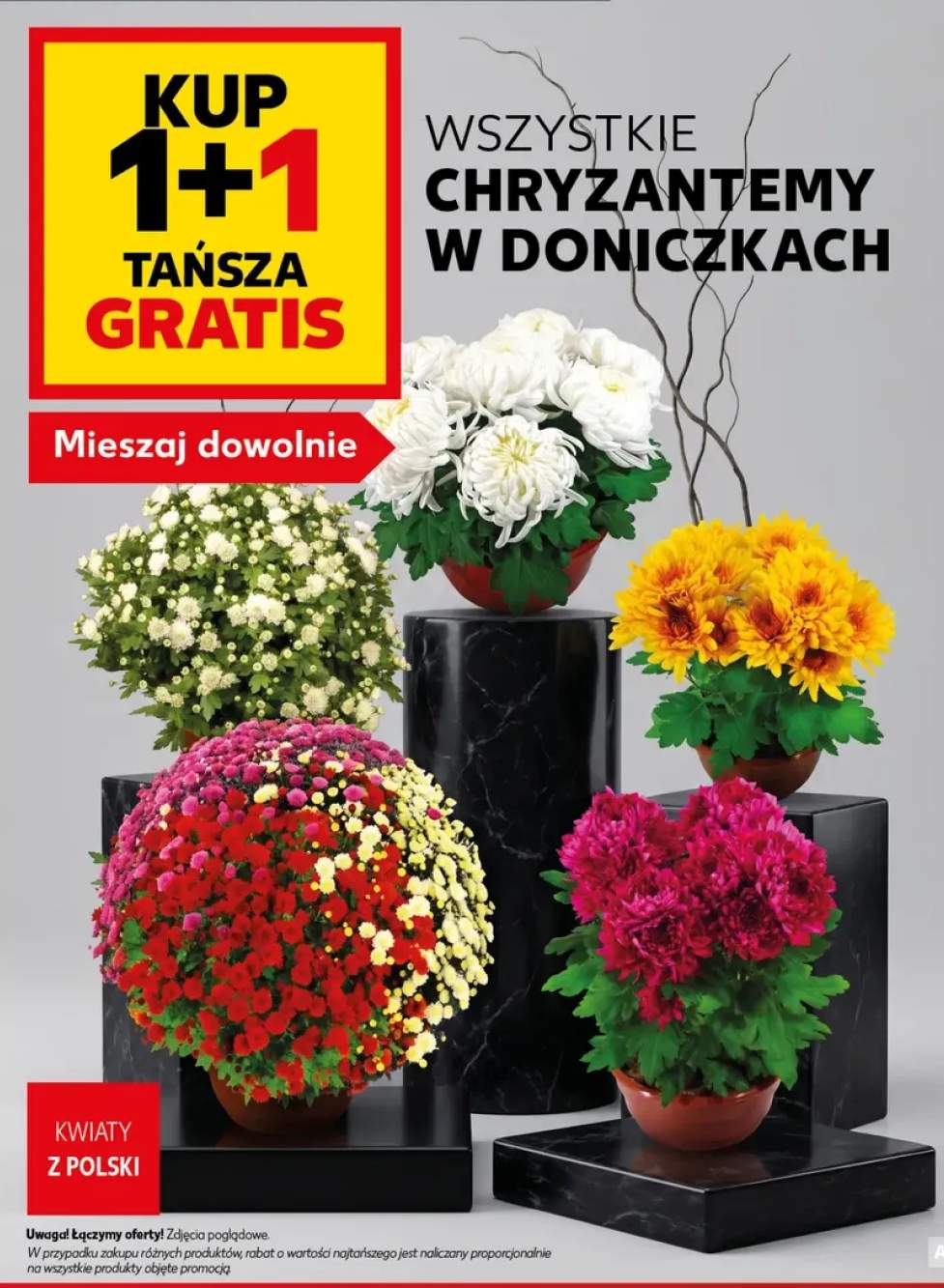 Chryzantemy w doniczkach
