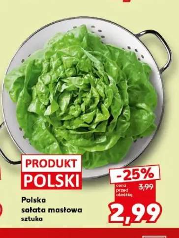 Sałata masłowa polska